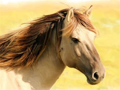 horses facts