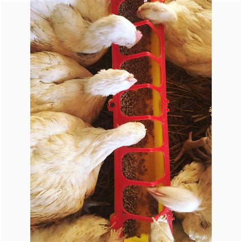 Продам цыплят бройлеров, купить цыплят бройлеров, Московская обл — Agro ...