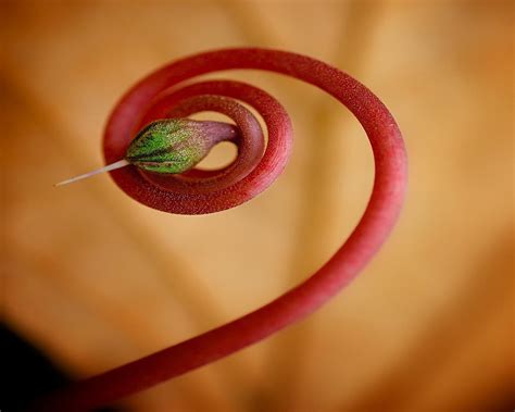 flower stem stem images pixabay