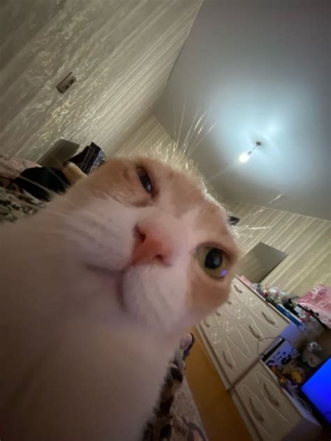 Cursed Cat Memes - bmp-fun