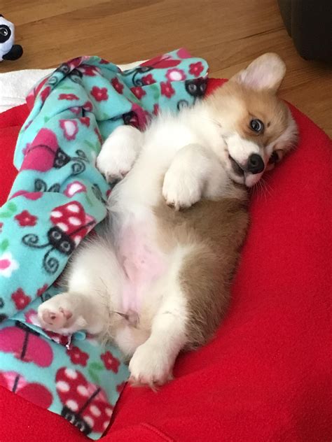 My new corgi - Sophie : r/corgis