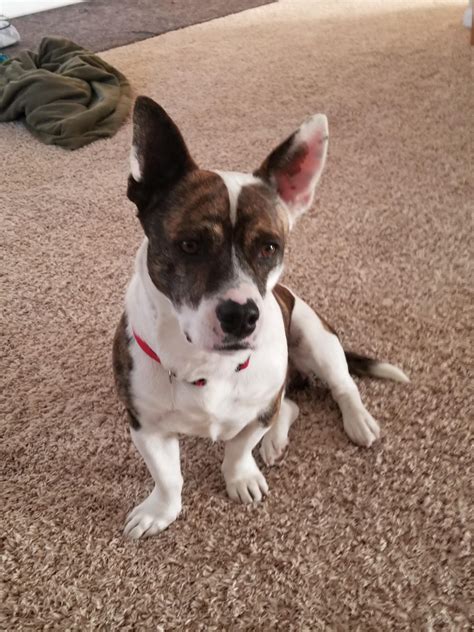 Welsh Corgi Pitbull Mix