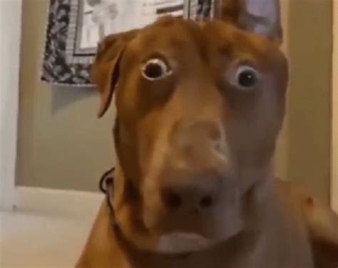 gif de shocked dog tenor