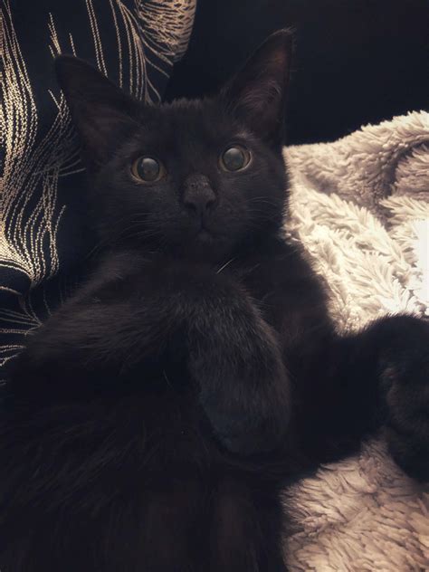 Download Black Cat Pictures | Wallpapers.com