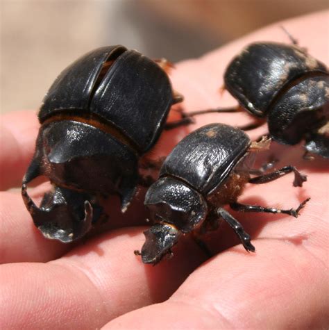 heliocopris gigas   large species  dung beetle dh flickr