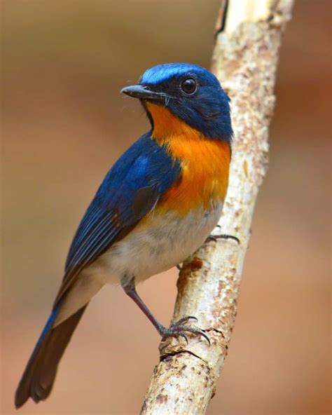 28 Amazing Blue Birds With Orange Chests