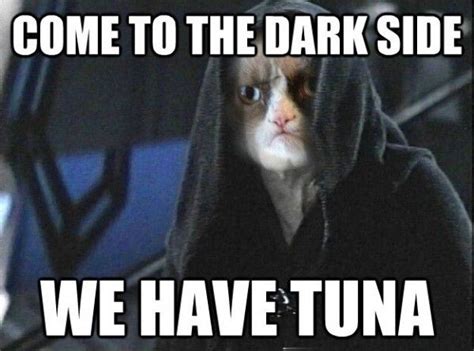 225 best Cats & Star Wars images on Pinterest | Starwars, Star wars and ...