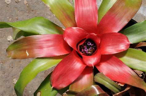 Neoregelia L.B.Sm. | Plants of the World Online | Kew Science