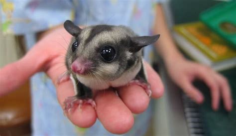 Sugar Glider Names: The 250 Most Popular Names for Sugar Gliders | PetPress