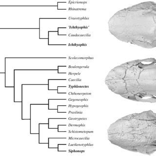 Phylogeny of the Gymnophiona (Roelants et al. 2007) showing the genera ...