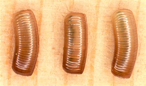 UF/IFAS Cockroach Photographs CD-ROM