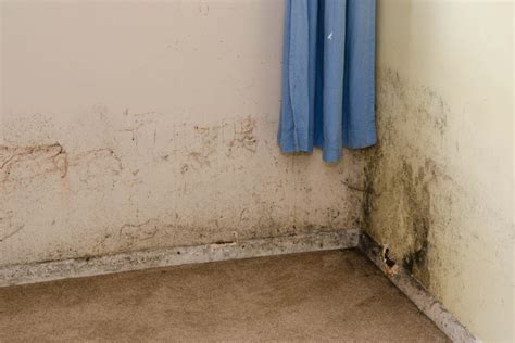 What causes damp and mould: How to spot the effect of on children’s ...