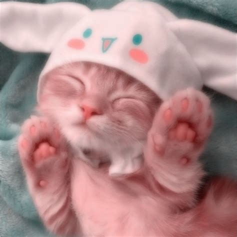 Gatinhos Fofos E Lindos - 8