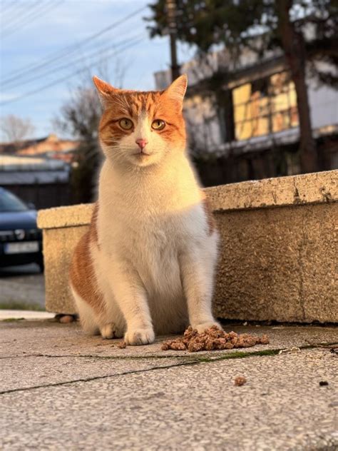 Sofisticatul Domn Marmelada - AdoptiiPisici.ro