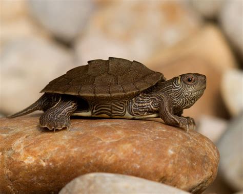 Ouachita Map Turtle