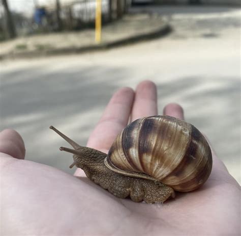 Biggest snail I’ve ever encountered : r/snails
