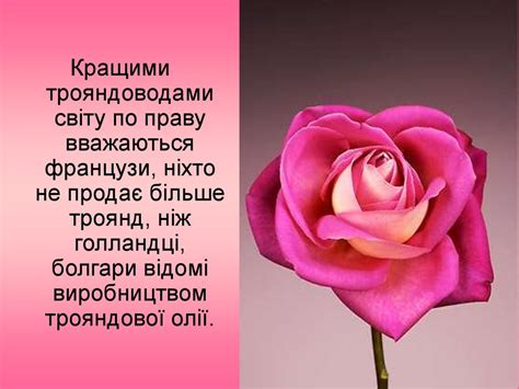 Троянди. Види троянд - презентация онлайн