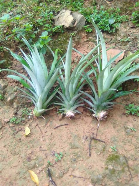 B Grade Pineapple _ Plant at Rs 12/piece in Nagaon | ID: 2852116595588