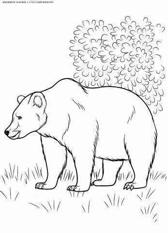 Раскраска животные России | KidsClever.ru