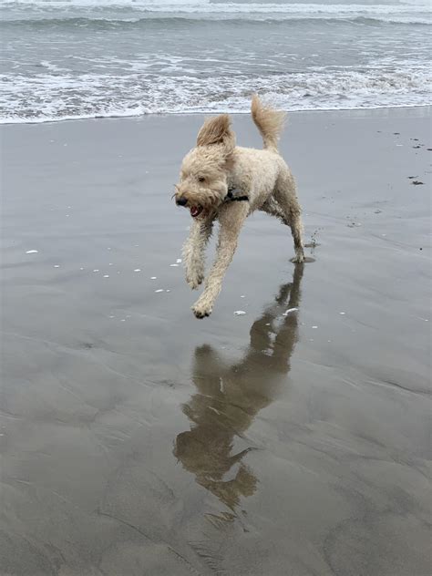 Another busty day at the beach (nice) : r/Acronopia