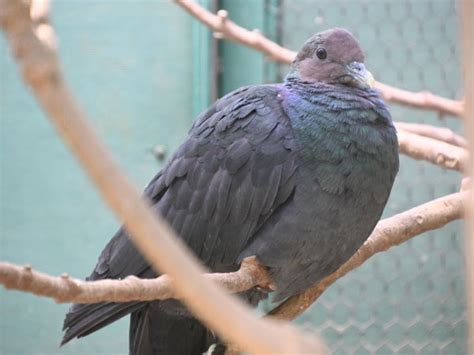 Columba janthina janthina / Japanese wood pigeon in Saitama Children's Zoo