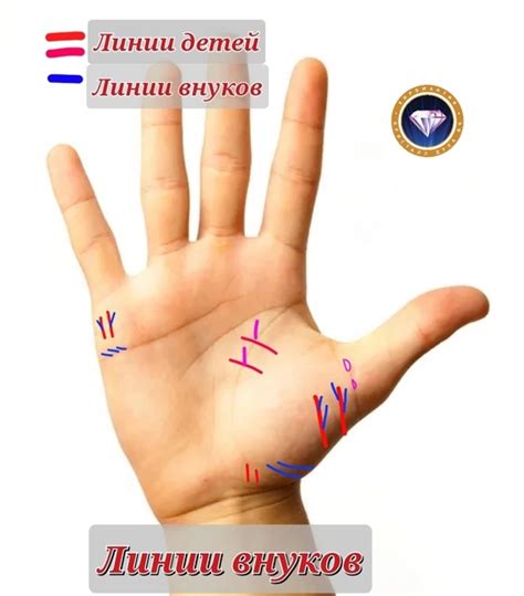 Где находятся внуки на руке? В первую очередь - это линии, выходящие в ...