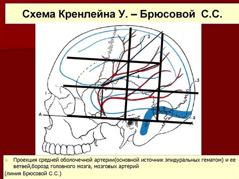 Топографическая анатомия мозгового отдела головы: свод и основание ...