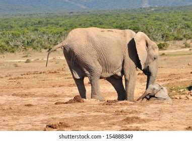 African Elephant Calf Stock Photo 154888349 | Shutterstock