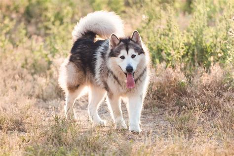 10 Incredible Alaskan Malamute Facts - A-Z Animals