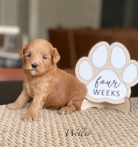 Breeder Puppy Milestone Photo Prop Weekly Puppy Milestones for Breeder
