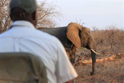 Elephant Poaching Is a Humanitarian Crisis, Too