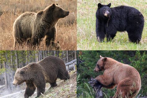 difference   grizzly bear   black bear