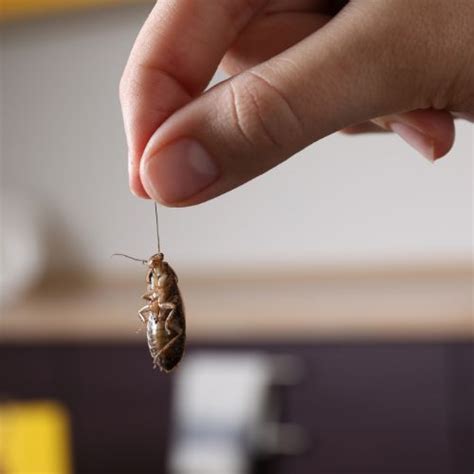 The Top 10 Most Common Household Pests and How to Control Them | Learn About The 5 Common ...