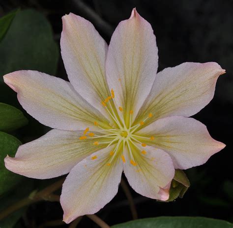 Lewisia tweedyi – Flora of Eastern Washington and Adjacent Idaho