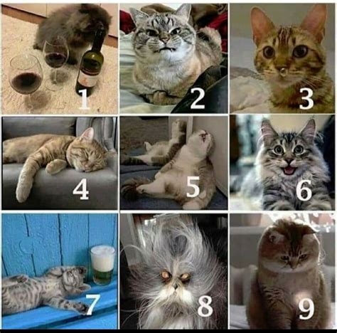 On a scale of cat, how are you feeling today? 😜😜 : cats