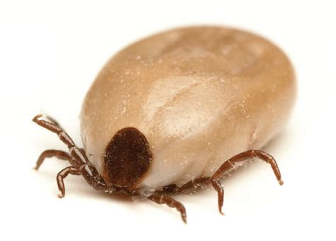 Ticks Information