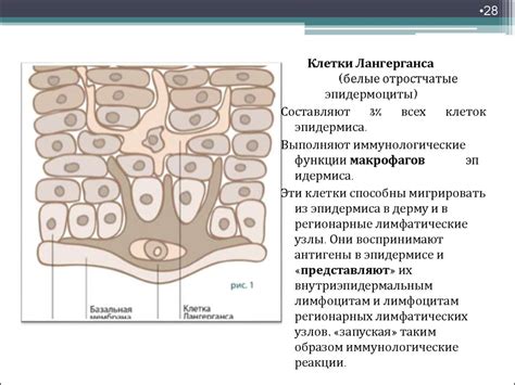 Строение кожи - презентация онлайн
