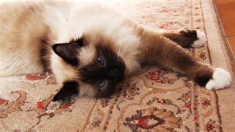 8 Long-Haired Cat Breeds Totally Worth the Fluff Maintenance