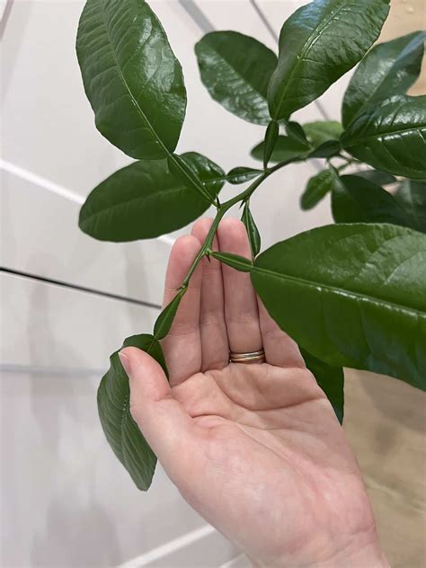 Indoor lemon tree 🍋 🏠 Grow fresh lemons in any climate