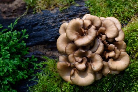 Maitake - FreshCap Mushrooms
