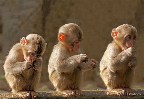"Three cute baby monkeys" by CanDuCreations | Redbubble