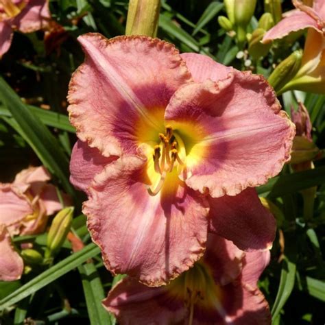 Daylily Garden - Gibbs Gardens