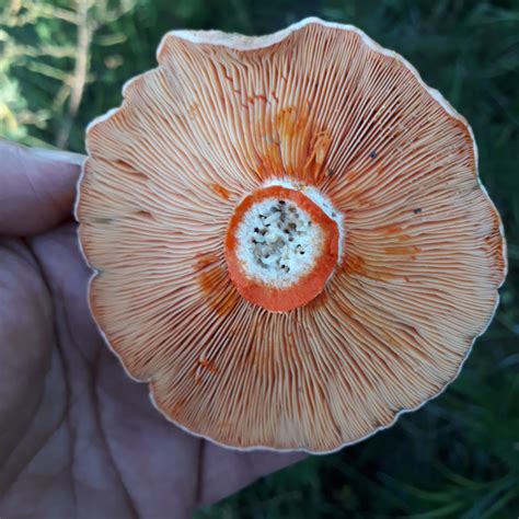 lactarius deliciosus - uludağ sözlük
