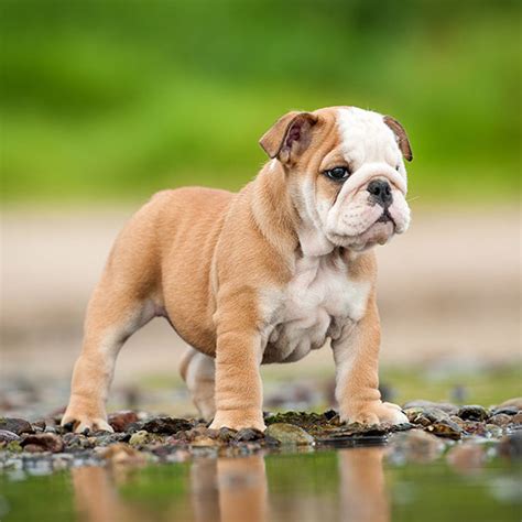 #1 | Bulldog Puppies For Sale In Boston MA | Uptown Puppies