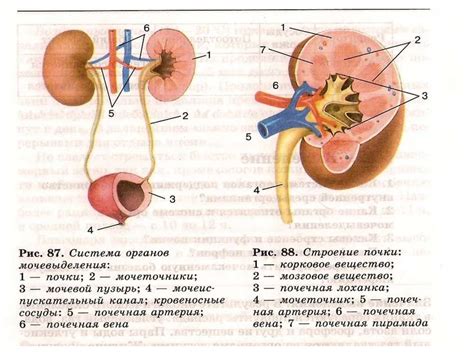 Строение и функции почек - online presentation