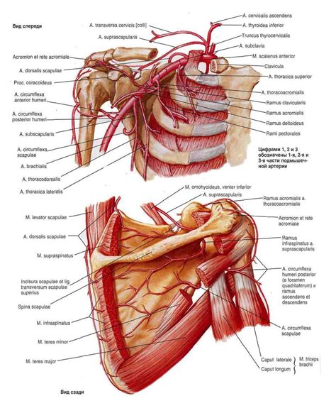 Подмышечная артерия (arteria axillaris) и анастомозы вокруг лопатки