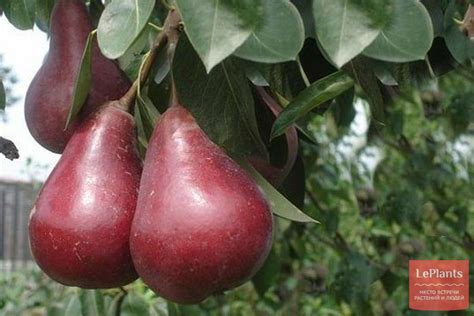 Груша 'Старкримсон' — описание сорта, характеристики | на LePlants.ru