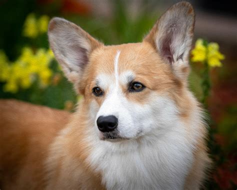 Pembroke Welsh Corgi Breeders Near Me | Breeder Directory