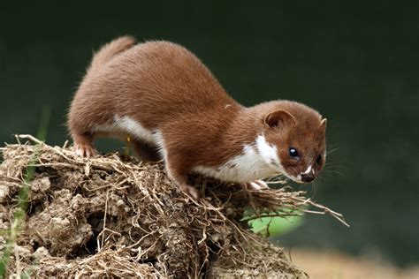Weasel | Animal Kingdom