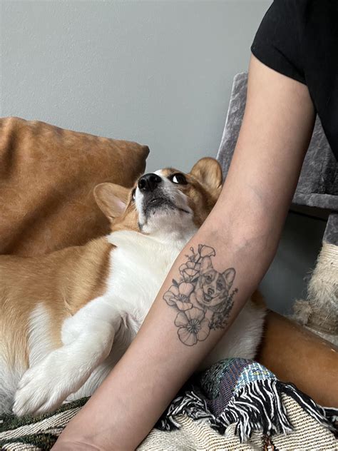 A little California girl named Mochi : r/corgi